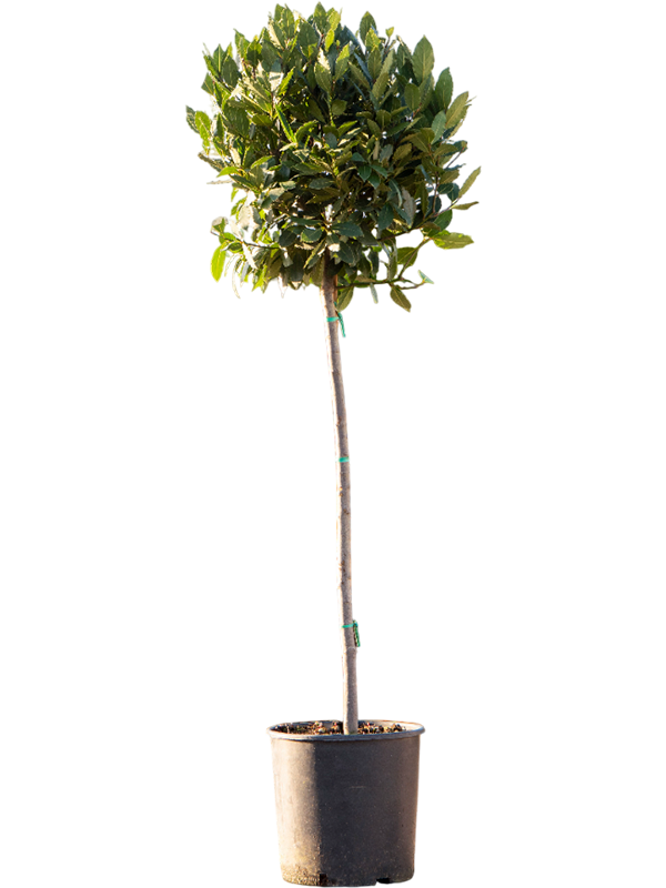 Lush Bay Tree Laurus nobilis