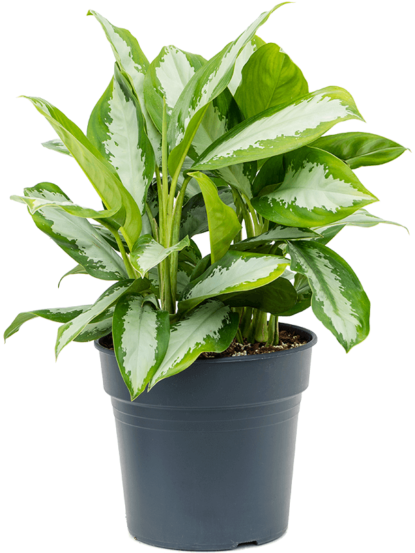 Striking Chinese Evergreen Aglaonema 'Diamond Bay' Indoor House Plants