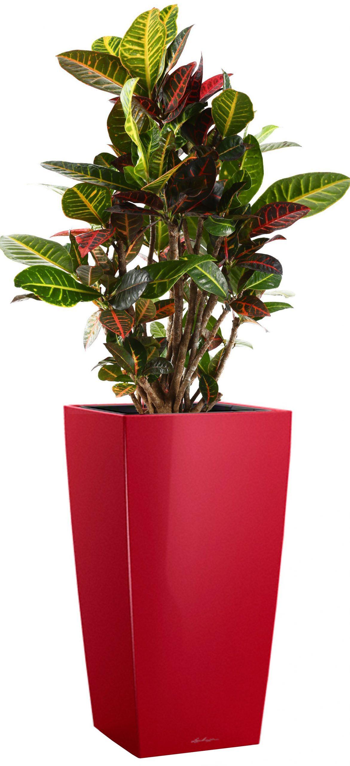 Codiaeum Petra in LECHUZA CUBICO Self-watering Planter, Total Height 130 cm