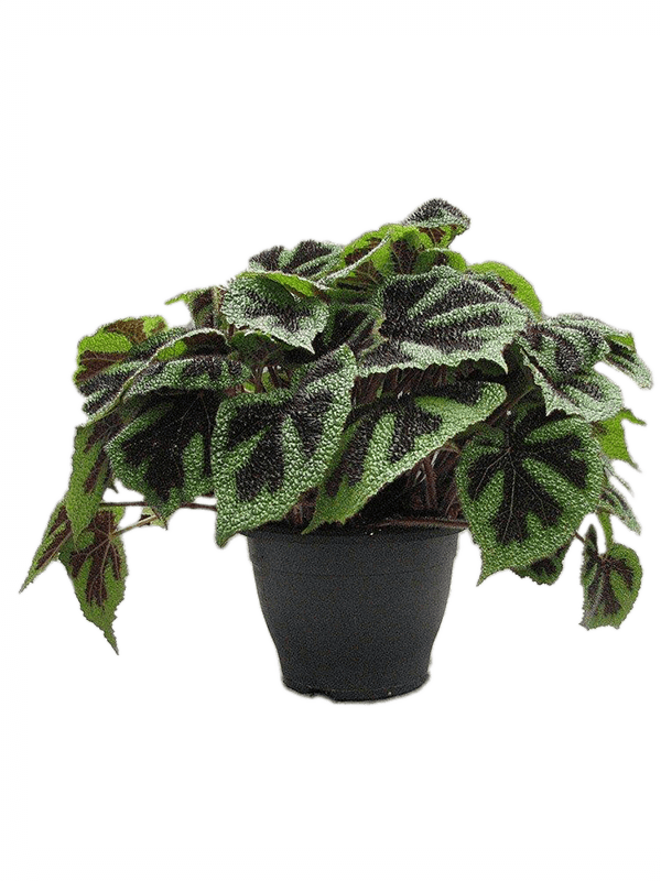 Fabulous Begonia masoniana 'Iron Cross' Indoor House Plants