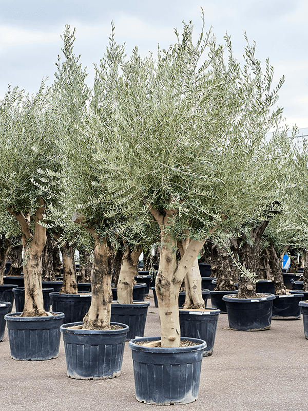Showy Olive Olea europaea