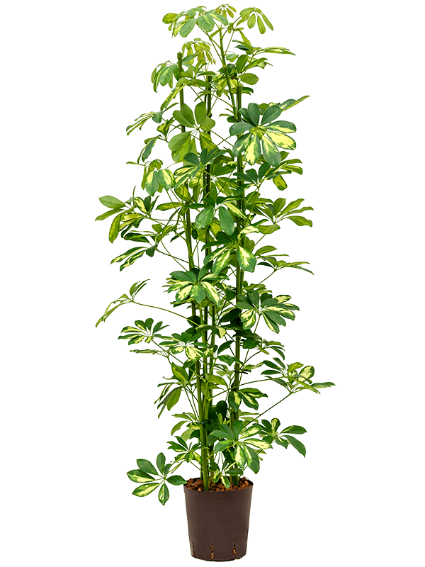 Delicate Umbrella Tree Schefflera arboricola 'Gold Capella' Indoor House Plants