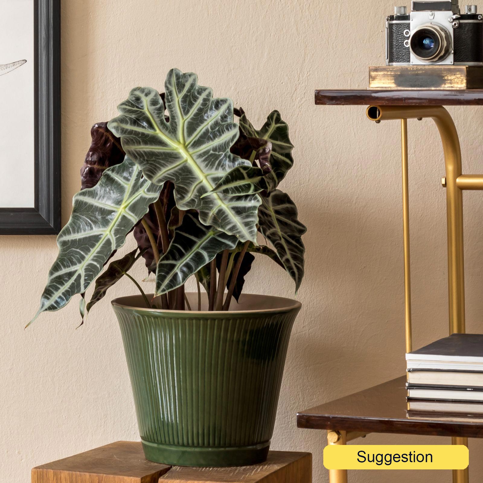 Striking Elephant Ear Alocasia 'Polly' Indoor House Plants