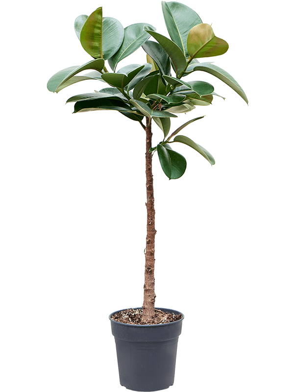 Lush Rubber Plant Ficus elastica 'Makana' Indoor House Plants