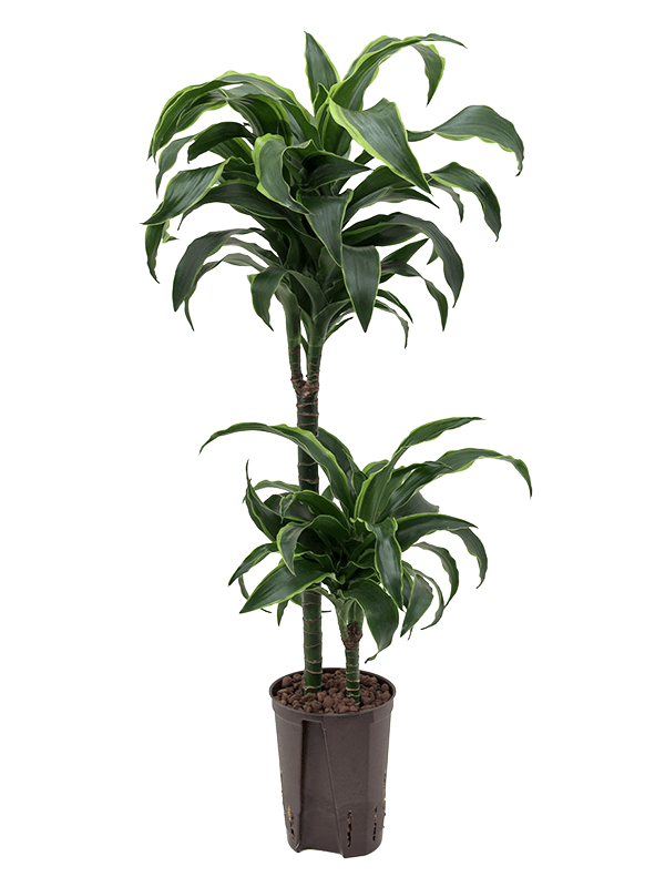 Insta-friendly Corn Plant Dracaena fragrans 'Dorado' Tall Indoor House Plants Trees