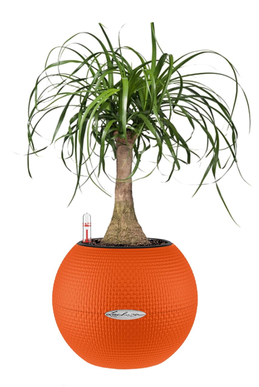 Nolina in LECHUZA-PURO Self-watering Planter, Total Height 45 cm