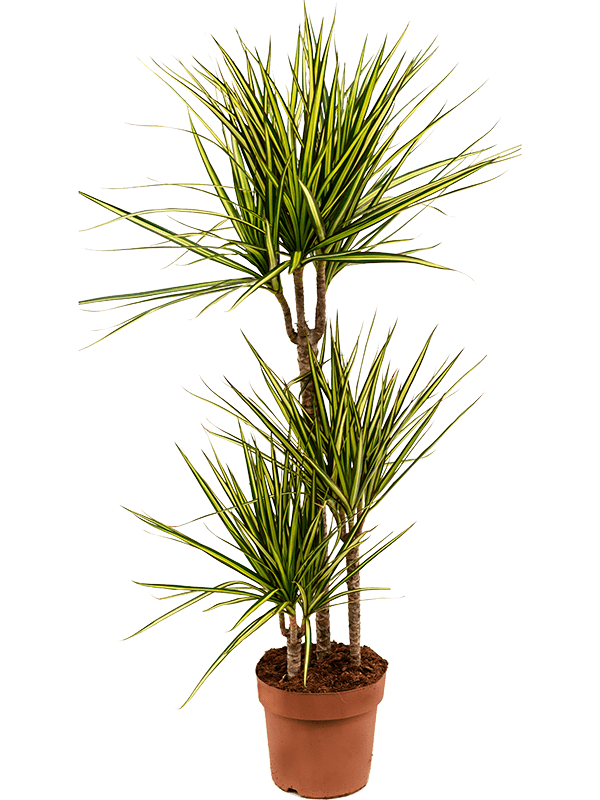 Showy Dragon Tree Dracaena marginata 'Sunray' Tall Indoor House Plants Trees