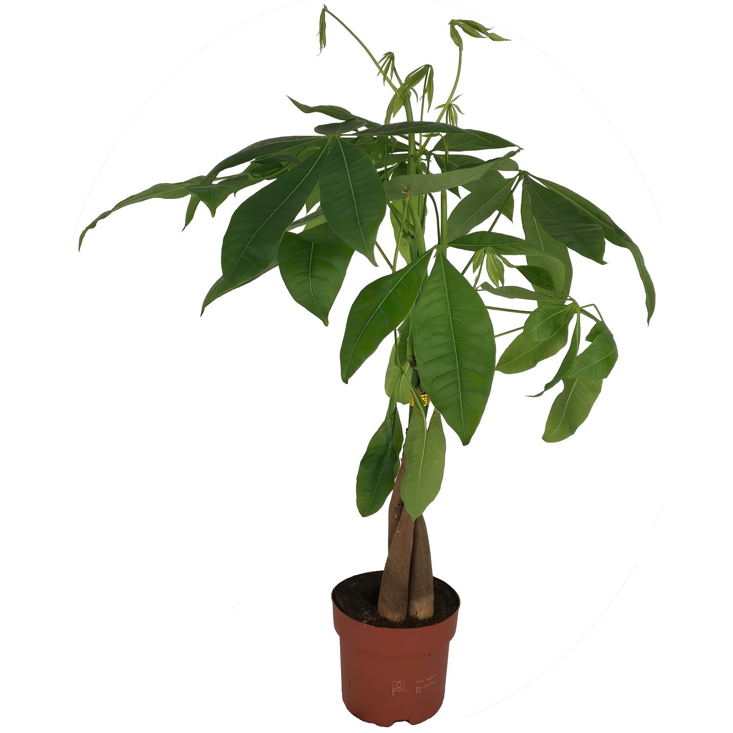 Insta-friendly Money Tree Pachira aquatica Tall Indoor House Plants Trees