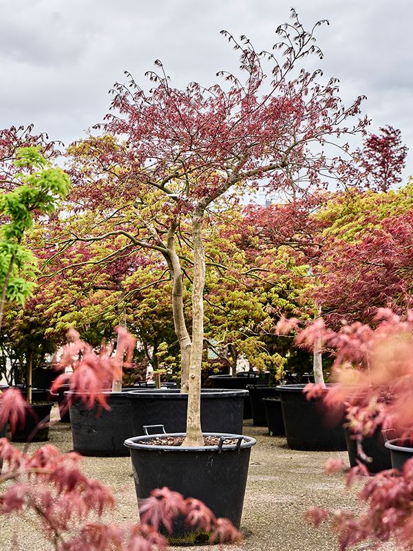Acer pal. diss. 'Inaba-shidare'