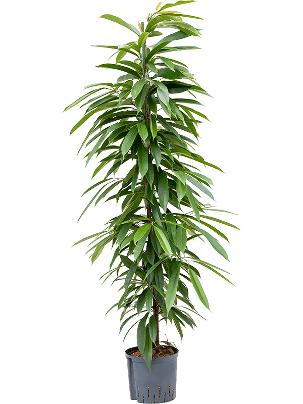 Lush Narrow-leaf Fig Ficus binnendijkii 'Amstel King' Tall Indoor House Plants Trees