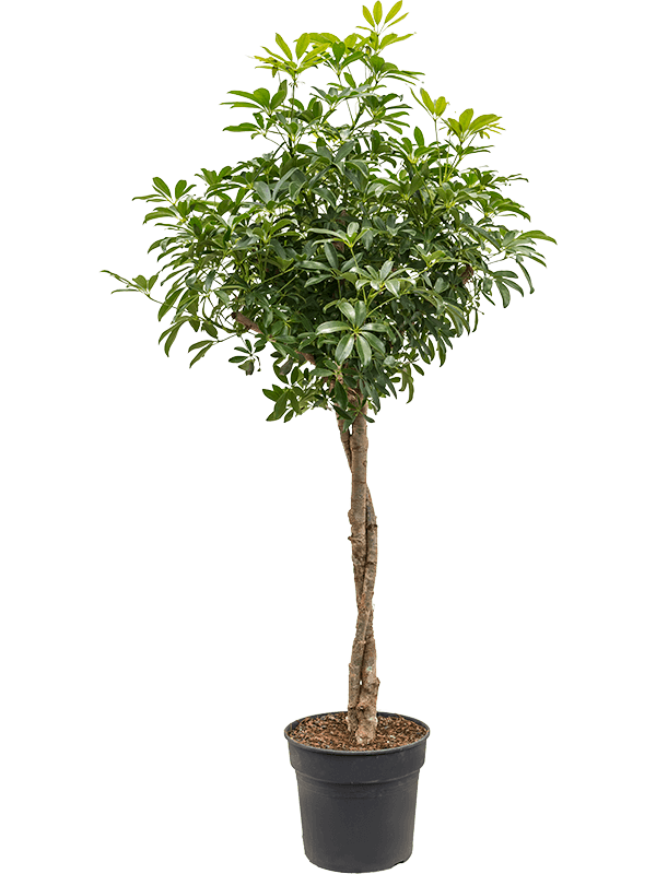 Easy-Care Umbrella Tree Schefflera arboricola 'Compacta' Tall Indoor House Plants Trees