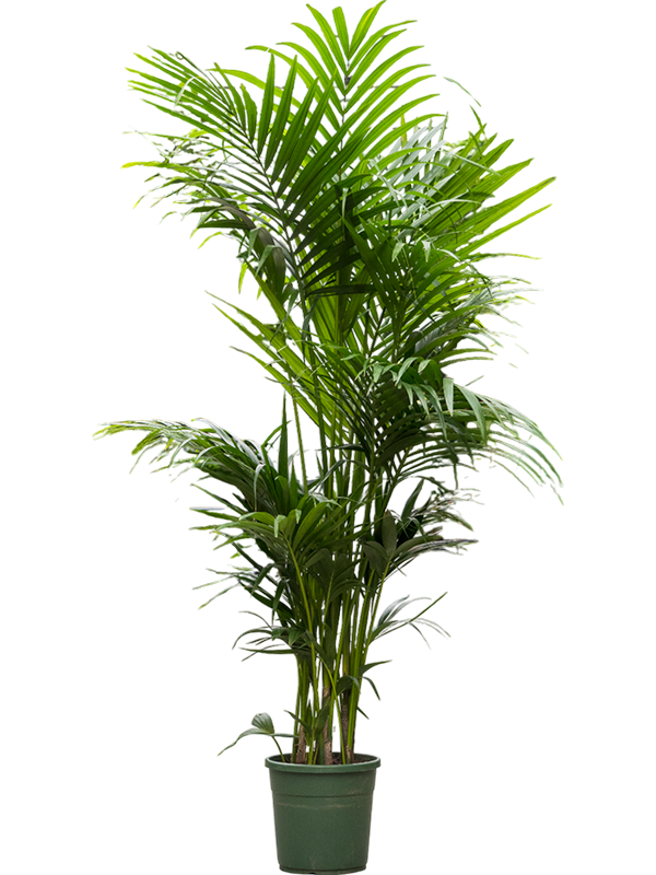 Lush Sentry Palm Kentia (Howea) forsteriana Indoor House Plants