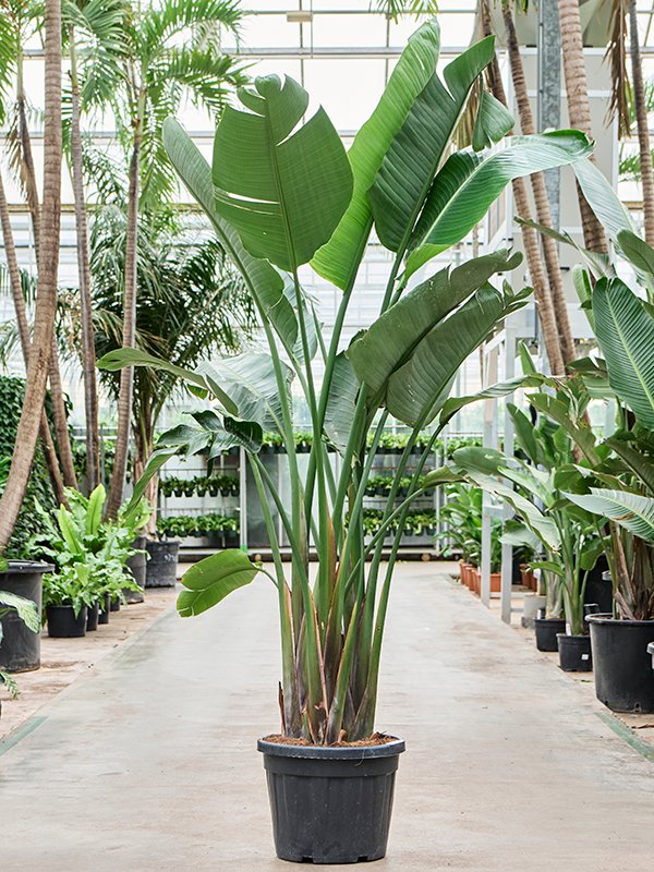 Tropical Bird of Paradise Strelitzia nicolai Indoor House Plants
