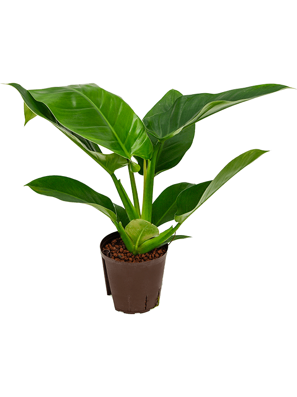 Lush Heart-Leaf Philodendron `Imperial Green' Indoor House Plants