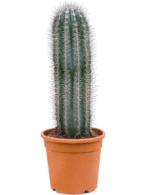 Easy-Care Mexican Giant Cactus Pachycereus pringlei Indoor House Plants