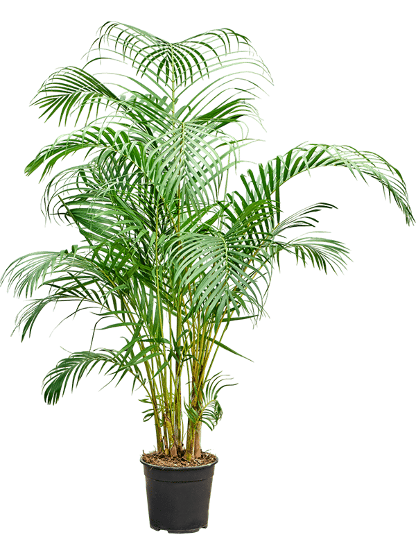 Lush Areca Palm Dypsis (Areca) lutescens Indoor House Plants