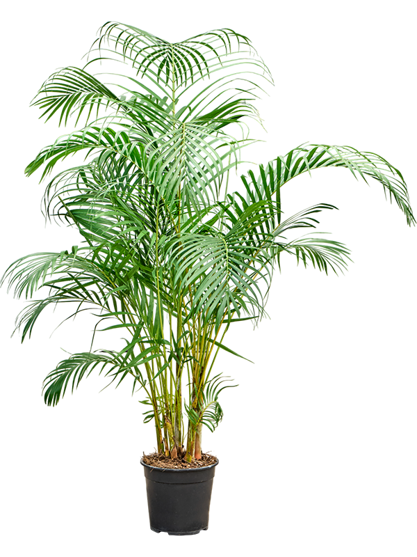 Lush Areca Palm Dypsis (Areca) lutescens Indoor House Plants