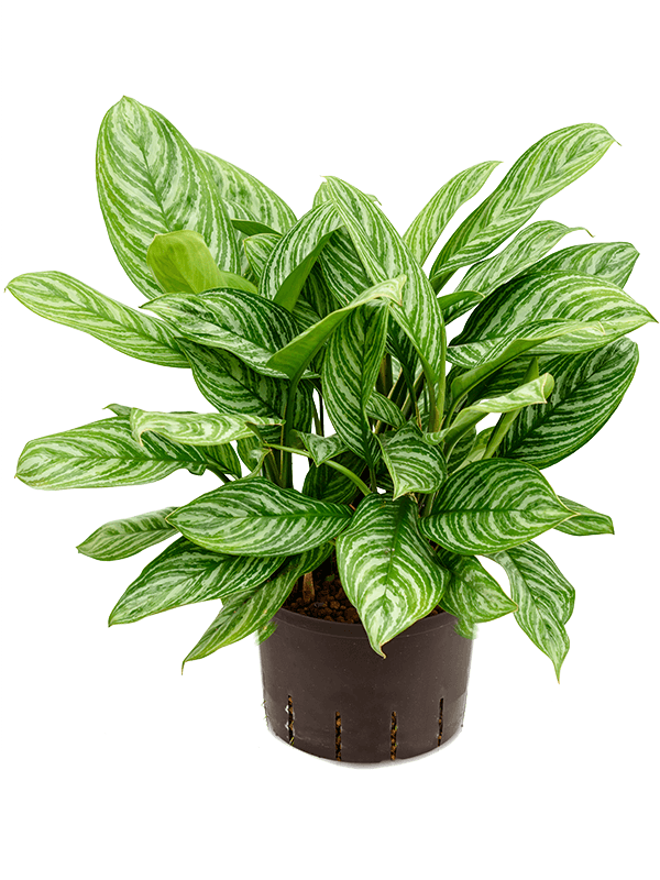 Shade-loving Chinese Evergreen Aglaonema 'Stripes' Indoor House Plants