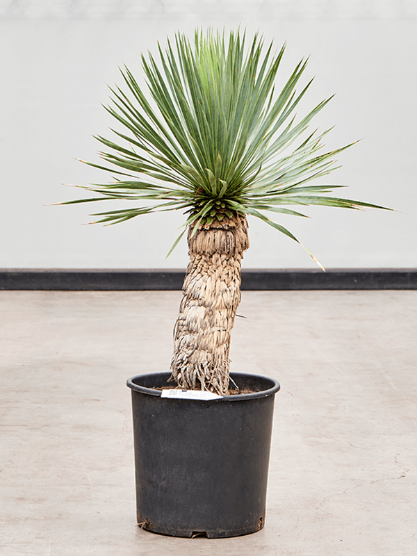 Photogenic Beaked Blue Yucca rostrata (100-110) Indoor House Plants