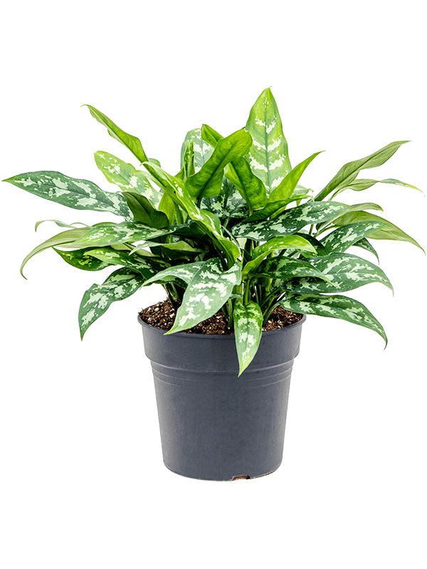 Lush Chinese Evergreen Aglaonema 'Maria' Indoor House Plants