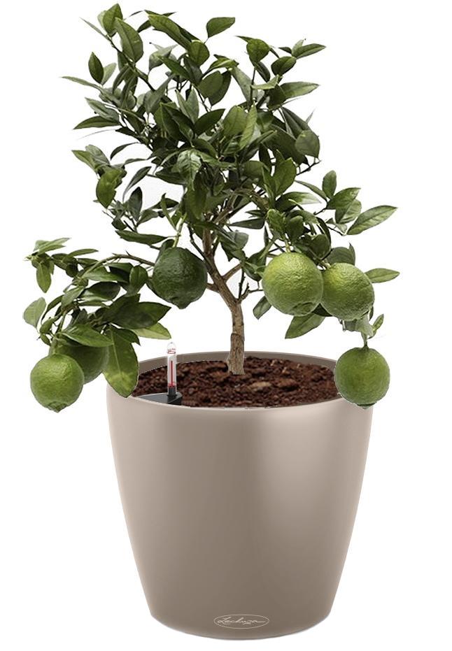 Lemon Tree in LECHUZA CLASSICO Color Self-watering Planter, Total Height 80 cm