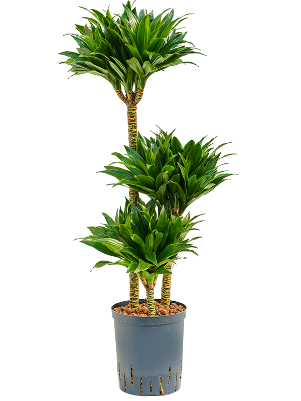 Easy-Care Corn Plant Dracaena fragrans 'Compacta' Indoor House Plants