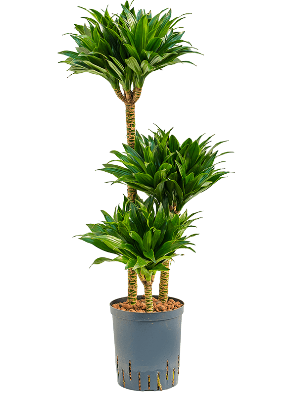 Easy-Care Corn Plant Dracaena fragrans 'Compacta' Indoor House Plants