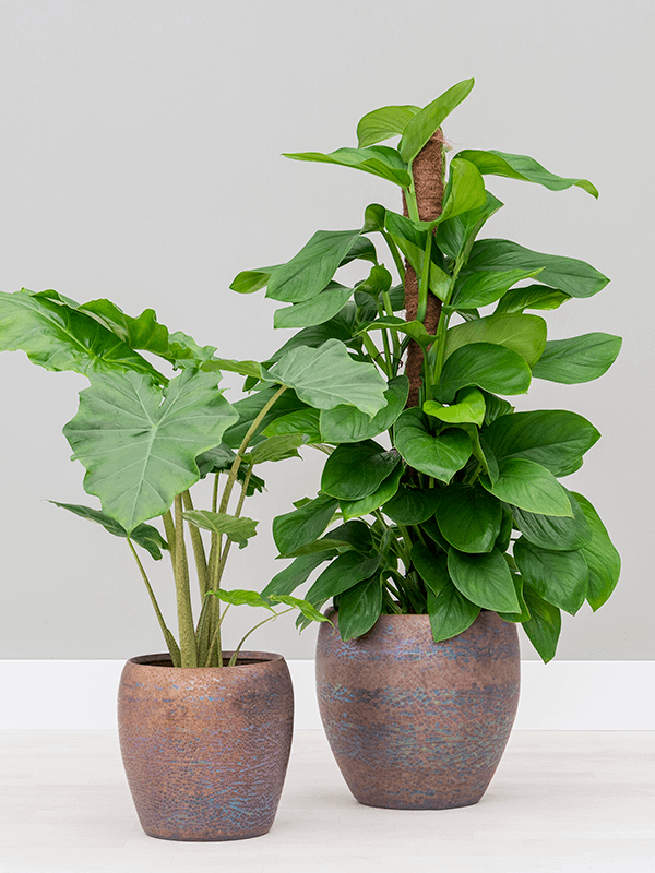 Amora Couple Glazed Clay Round Planter