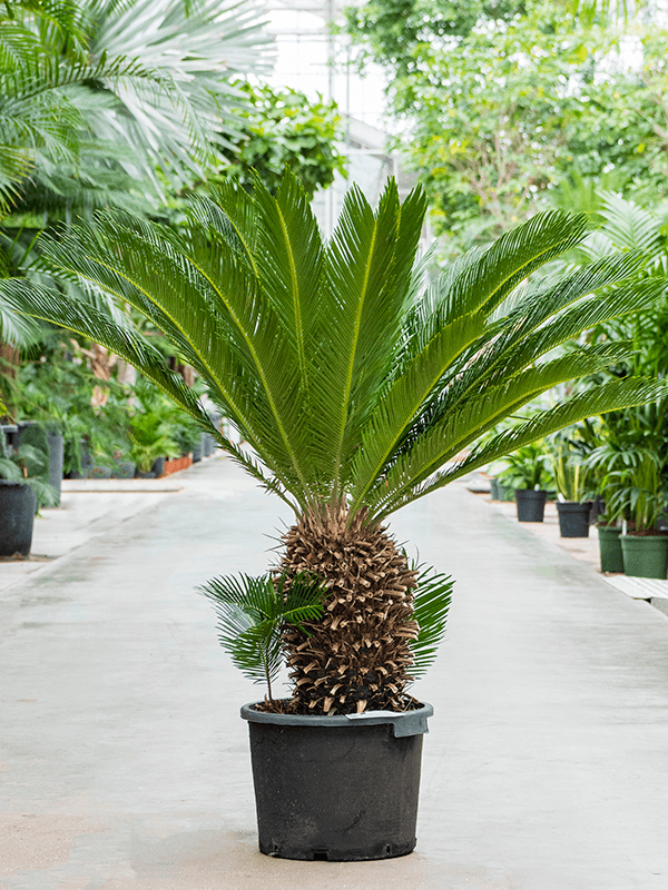 Sago Palm Cycas revoluta