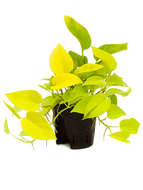 Shade-loving Satin Pothos Scindapsus (Epipremnum) 'Golden Pothos' Indoor House Plants