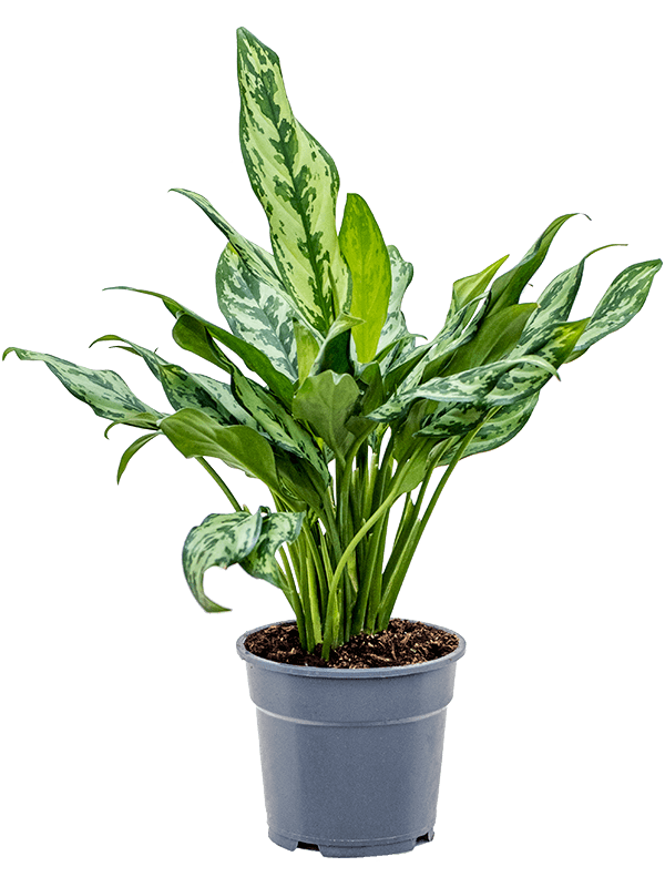 Easy-Care Chinese Evergreen Aglaonema 'Miss Julliette' Indoor House Plants