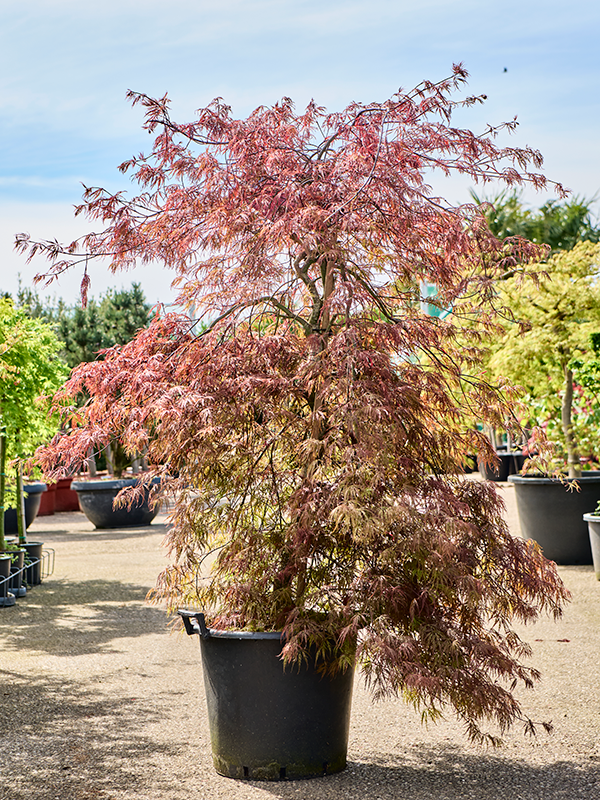 Lush Japanese Maple Acer palmatum 'Garnet' (170-200) Indoor House Plants