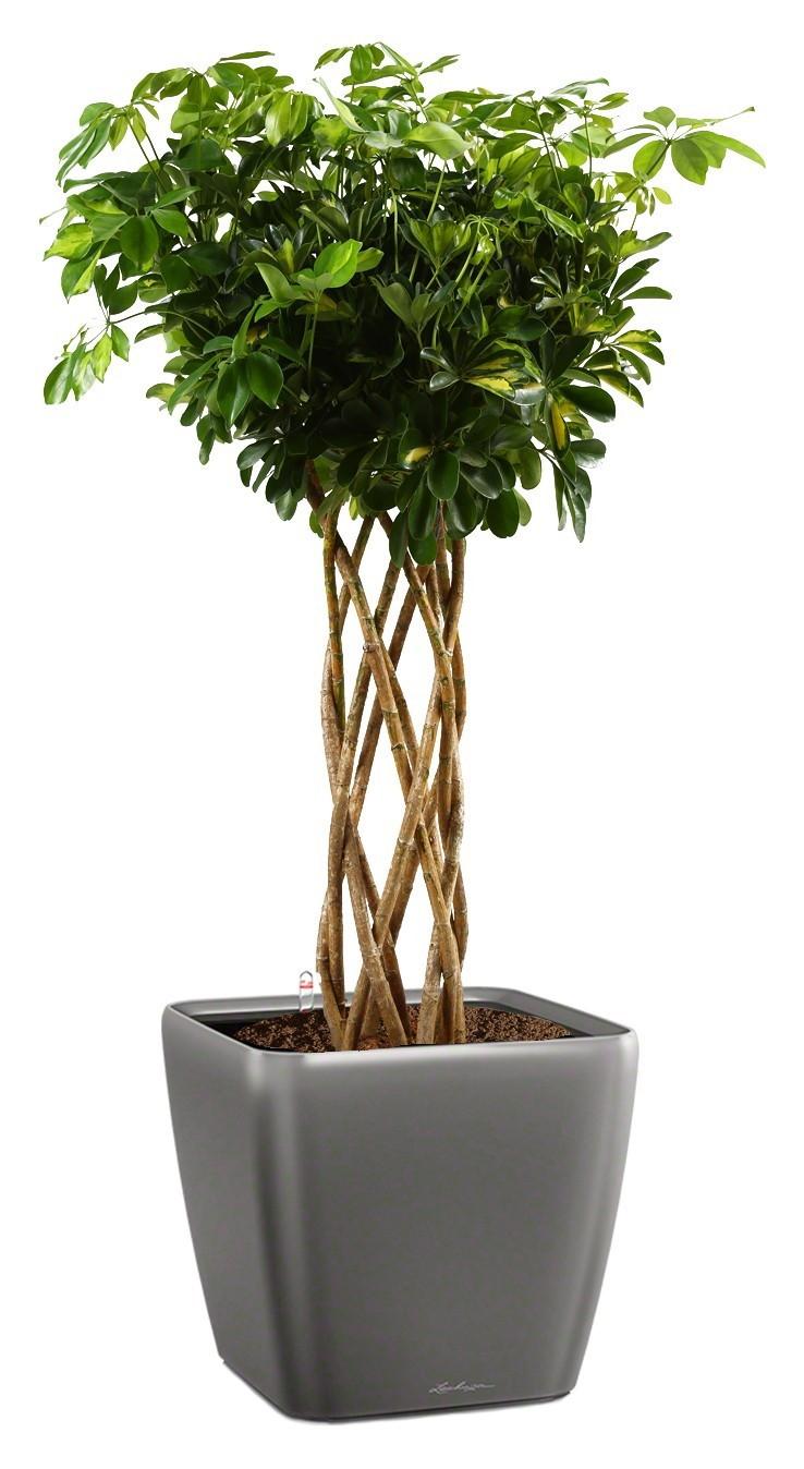 Schefflera Arboricola Gold Capella in LECHUZA QUADRO LS 43 Self-watering Planter, Total Height 180 c