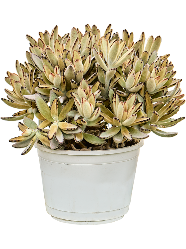 Kalanchoe tomentosa