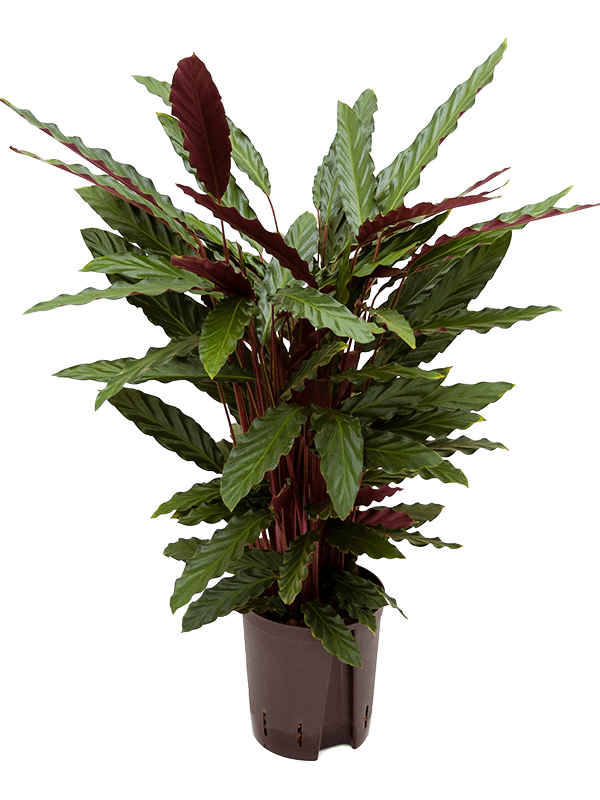Elegant Peacock Plant Calathea rufibarba 'Wavestar' Indoor House Plants