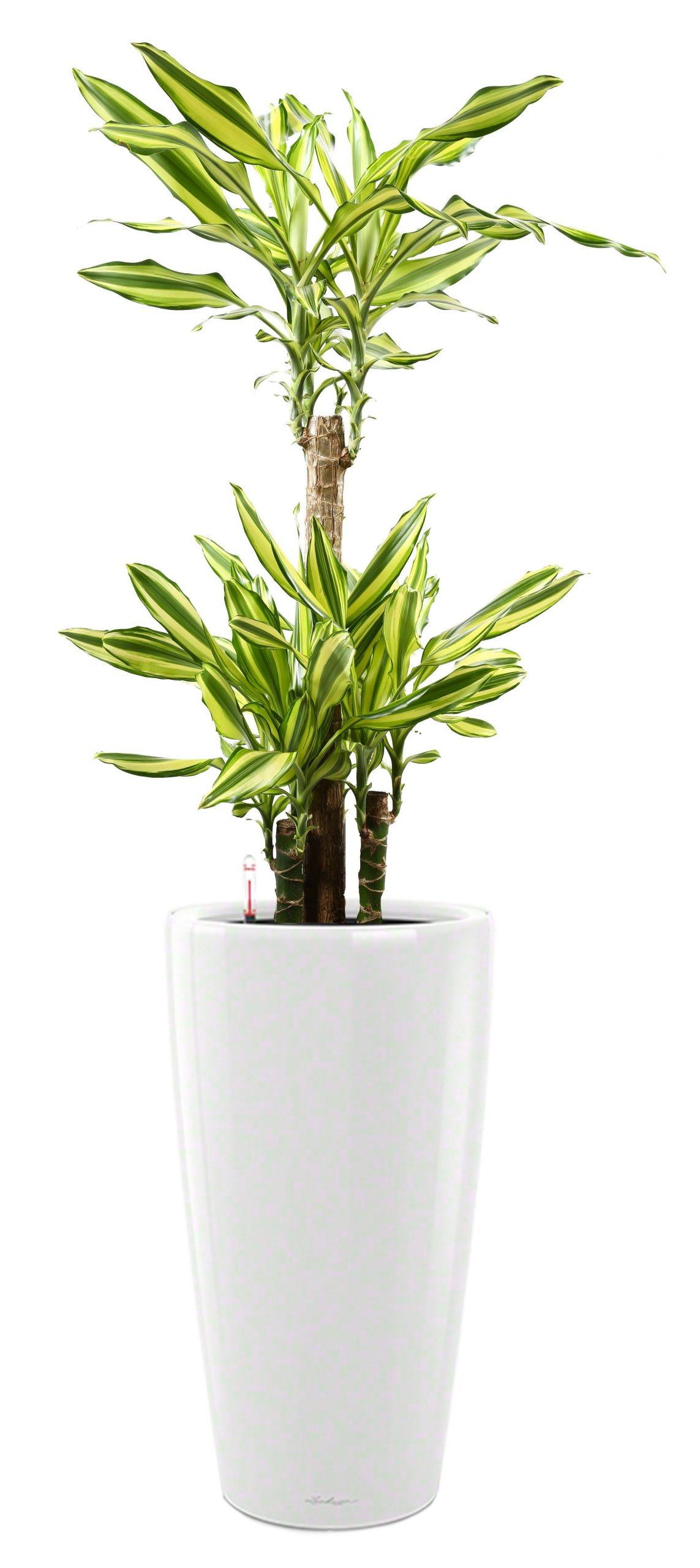 Dracaena Fragrans Mass Coast in LECHUZA RONDO Self-watering Planter, Total Height 140 cm
