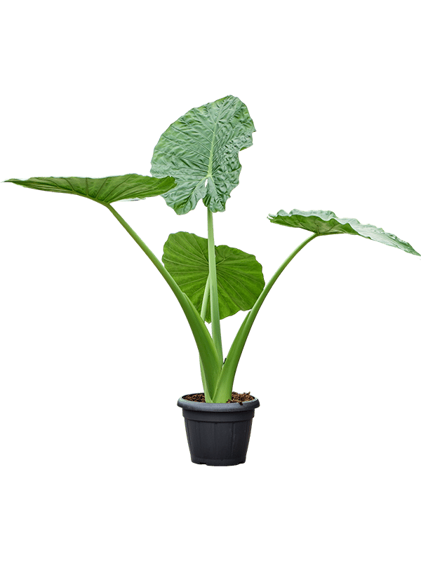 Lush Elephant Ear Alocasia macrorrhiza Indoor House Plants