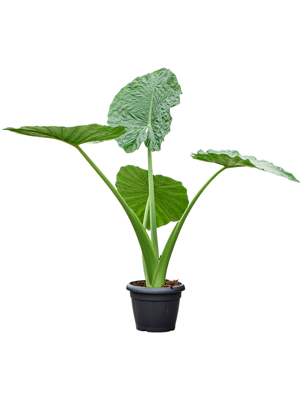 Lush Elephant Ear Alocasia macrorrhiza Indoor House Plants