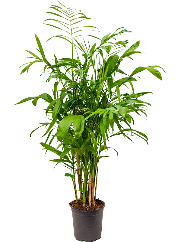 Shade-loving Parlour Palm Chamaedorea seifrizii Indoor House Plants