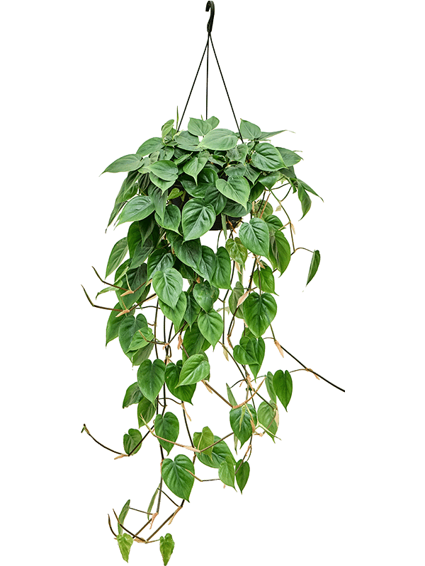 Lush Heart-Leaf Philodendron scandens Indoor House Plants