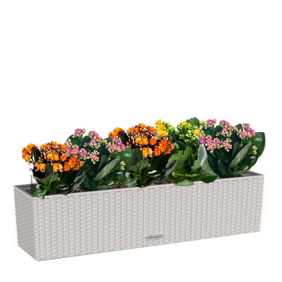 Blooming Kalanchoes Maxi in LECHUZA BALCONERA Cottage Self-watering Planter, Total Height 40 cm