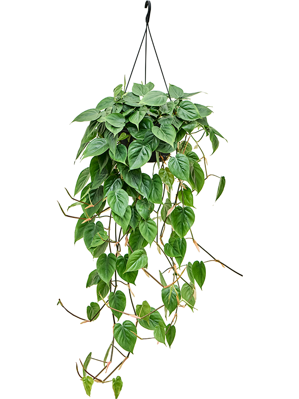 Lush Heart-Leaf Philodendron scandens Indoor House Plants