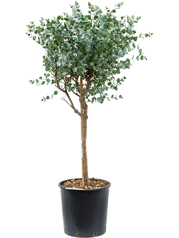 Delicate Snow Gum Eucalyptus gunnii Tall Indoor House Plants Trees