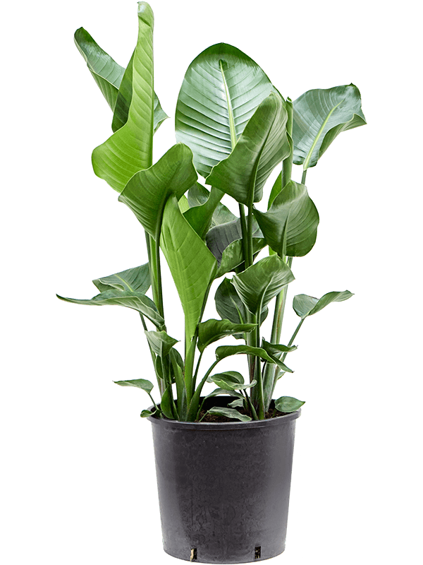 Tropical Bird of Paradise Strelitzia nicolai Indoor House Plants