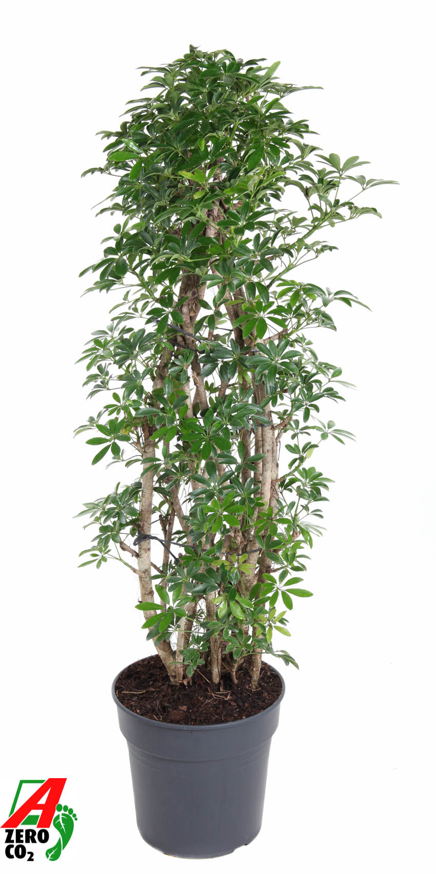 Easy-Care Umbrella Tree Schefflera arboricola 'Luseana' Indoor House Plants