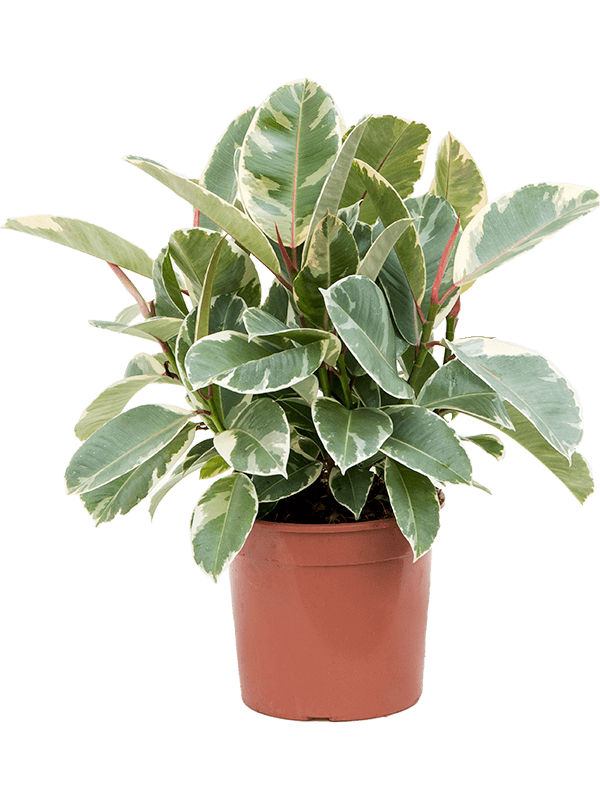 Lush Rubber Plant Ficus elastica 'Tineke' Indoor House Plants