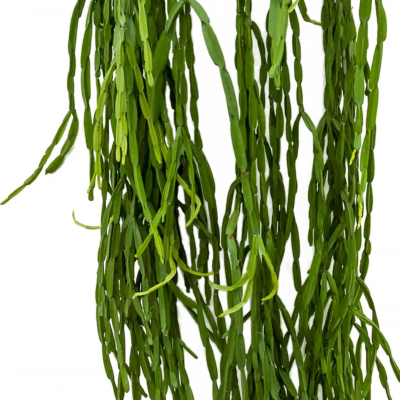 Easy-Care Mistletoe Cactus Rhipsalis paradoxa Indoor House Plants