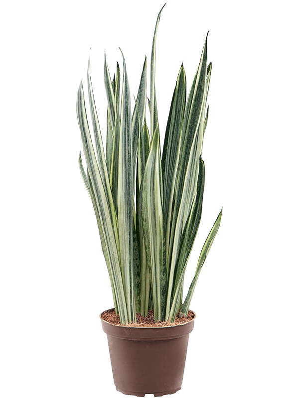 Easy-Care Snake Plant Sansevieria trifasciata 'Bantel' Indoor House Plants