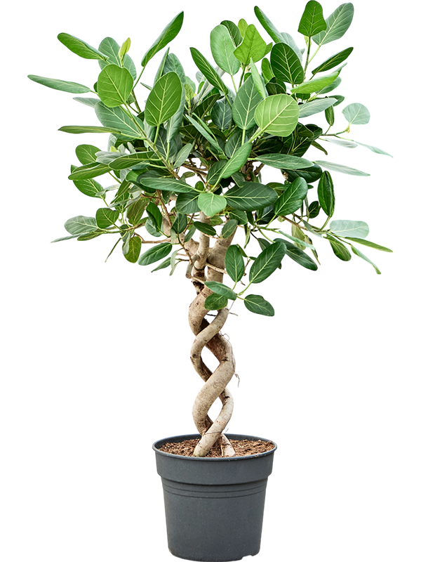 Lush Banyan Fig Ficus benghalensis 'Audrey' Indoor House Plants