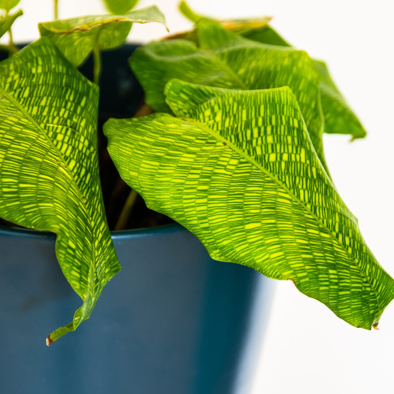 Lush Peacock Plant Calathea musaica (Network) Indoor House Plants